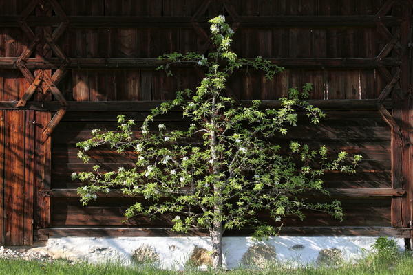 Spalierbaum am Bernöderhof