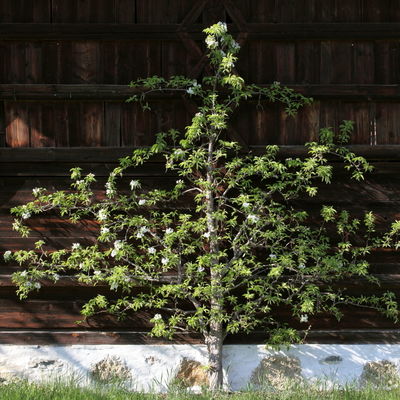 Spalierbaum am Bernöderhof