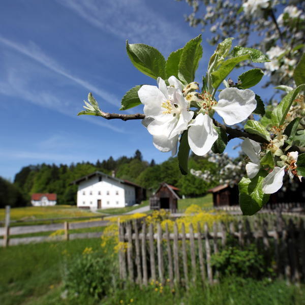 Frühling im Bauernhausmuseum Amerang