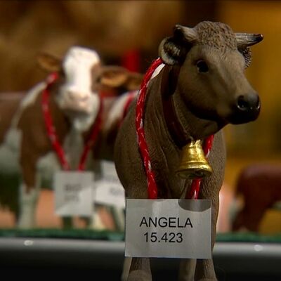 Die Redaktion der BR-Sendung "Ringlstetter" prüfte, wie häufig Kühe den Namen von bekannten Politkerinnen und Politikern tragen.  <br/> © br Mediathek, Sendung "Ringlstetter" vom 13. Februar 2020