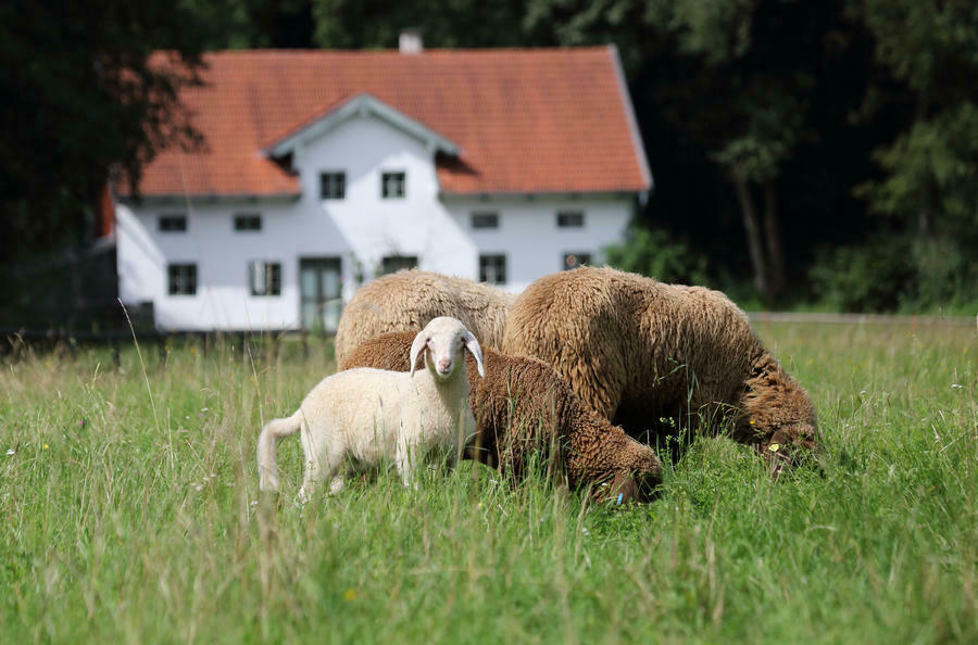 In den Sommermonaten weiden Schafe vor der Furthmühle aus Rudelzhausen. <br/> © Bezirk Oberbayern, Archiv BHM Amerang, Nixdorf