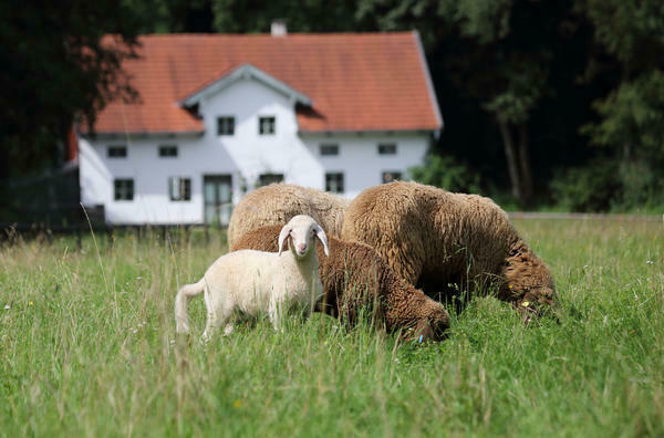 Schafe vor der Furthmühle